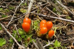 Pleurophascum occidentale