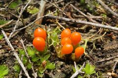 Pleurophascum occidentale