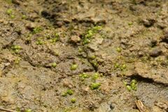 Monocarpus sphaerocarpus