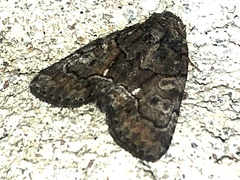 Chytonix sensilis