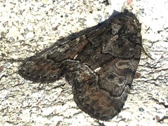 Chytonix sensilis