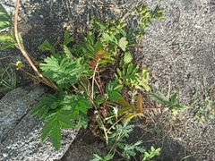 Potentilla longifolia