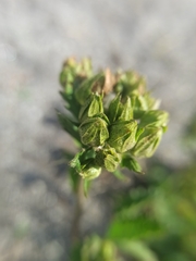 Potentilla longifolia