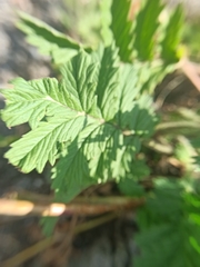 Potentilla longifolia