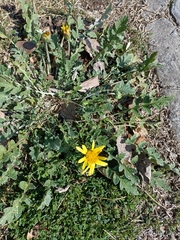 Arctotis arctotoides