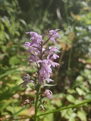 Dactylorhiza