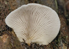 Conchomyces bursiformis