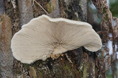 Conchomyces bursiformis