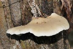 Conchomyces bursiformis