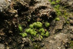 Monocarpus sphaerocarpus