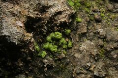 Monocarpus sphaerocarpus