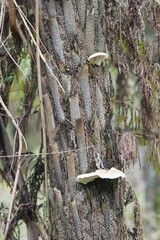Conchomyces bursiformis