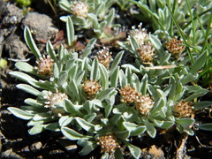 Antennaria dimorpha