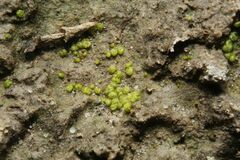 Monocarpus sphaerocarpus