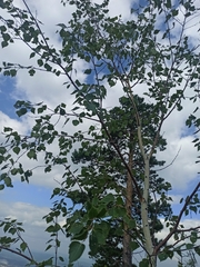 Betula pendula