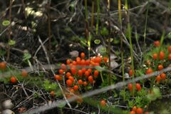 Pleurophascum occidentale