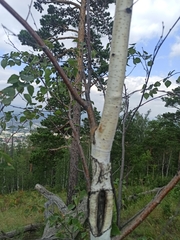 Betula pendula
