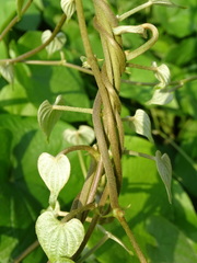 Dioscorea esculenta spinosa