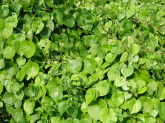 Dioscorea esculenta spinosa