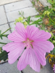 Malva alcea