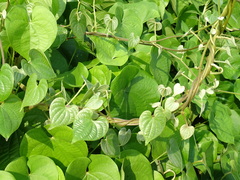 Dioscorea esculenta spinosa