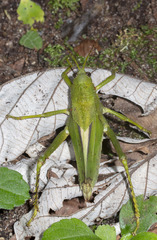 Agriacris