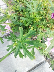 Malva alcea