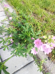 Malva alcea