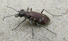 Cicindela maritima