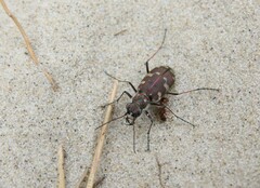 Cicindela maritima