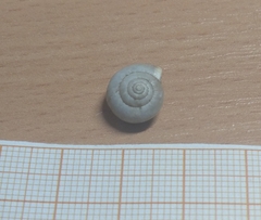 Gastropoda