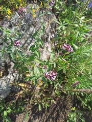Origanum vulgare