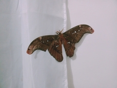 Attacus caesar