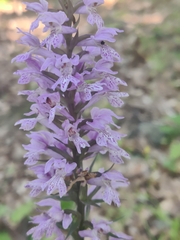 Dactylorhiza