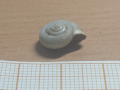 Gastropoda