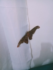 Attacus caesar