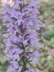 Dactylorhiza