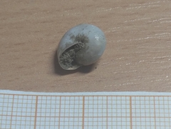 Gastropoda