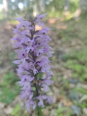 Dactylorhiza