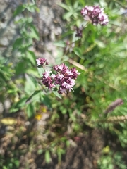 Origanum vulgare