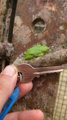 Hyperolius olivaceus