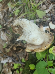 Russula