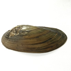 Pyganodon lacustris