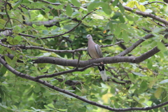 Streptopelia chinensis