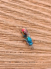 Chrysis fulgida