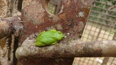 Hyperolius olivaceus