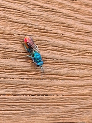 Chrysis fulgida