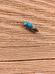 Chrysis fulgida