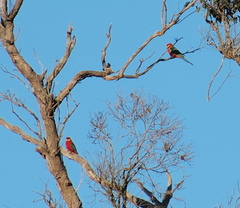 Platycercus icterotis icterotis