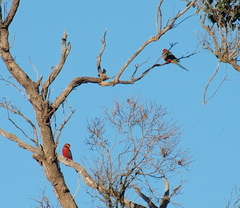 Platycercus icterotis icterotis